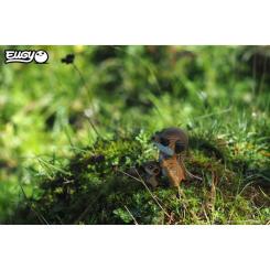 Пазл Eugy 3D Зоопарк Сурикат Фото 6