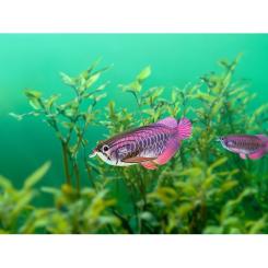 Пазл Eugy 3D Зоопарк: Азиатская арована Фото 5