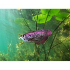 Пазл Eugy 3D Зоопарк: Азиатская арована Фото 6