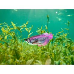 Пазл Eugy 3D Зоопарк: Азиатская арована Фото 7