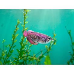 Пазл Eugy 3D Зоопарк: Азиатская арована Фото 8