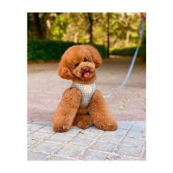 Шлей для собак Chloe's Home Berlin сера S Фото 2