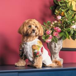 Футболка для животных Pet Fashion Соломія XS Фото 4