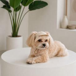 Кепка для животных Pet Fashion Glamor S Фото 4