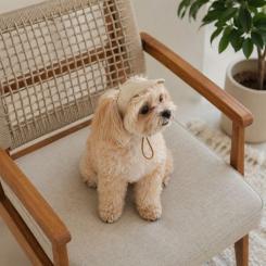 Кепка для животных Pet Fashion Glamor S Фото 5