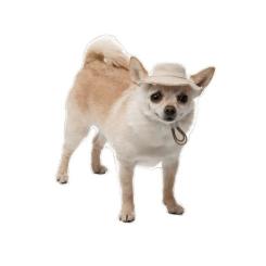 Кепка для животных Pet Fashion Gold M Фото 4