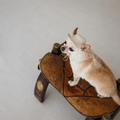 Кепка для животных Pet Fashion Gold M Фото 5