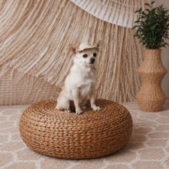 Кепка для животных Pet Fashion Gold M Фото 6