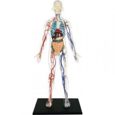 Пазл 4D Master Объемная модель Тело человека прозрачное Фото
